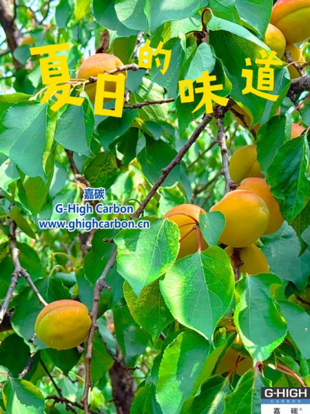 杏果滿枝時(shí)，窺見嘉碳環(huán)?！吧L(zhǎng)力”